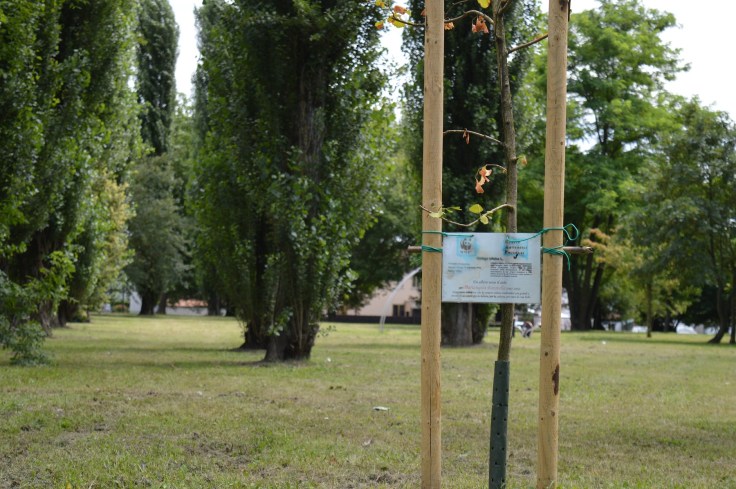 albero mariangela baratella3